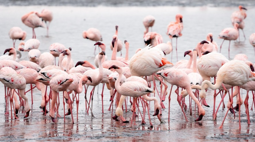  7 Reasons Why You Should Invest in Nakuru County,Kenya